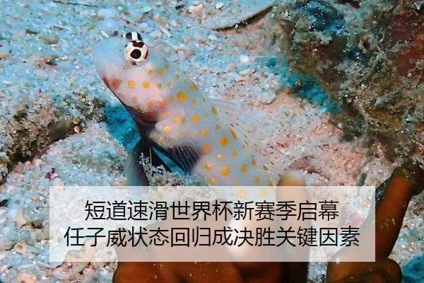 短道速滑世界杯新赛季启幕 任子威状态回归成决胜关键因素